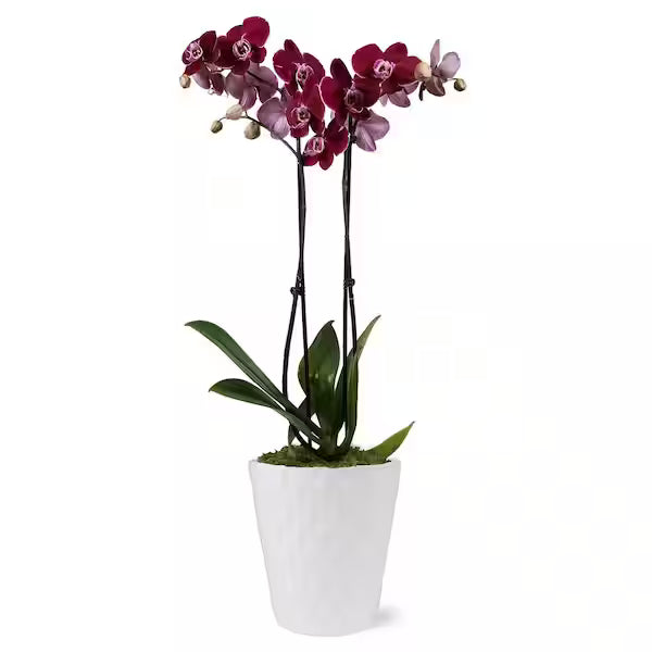 Plantes