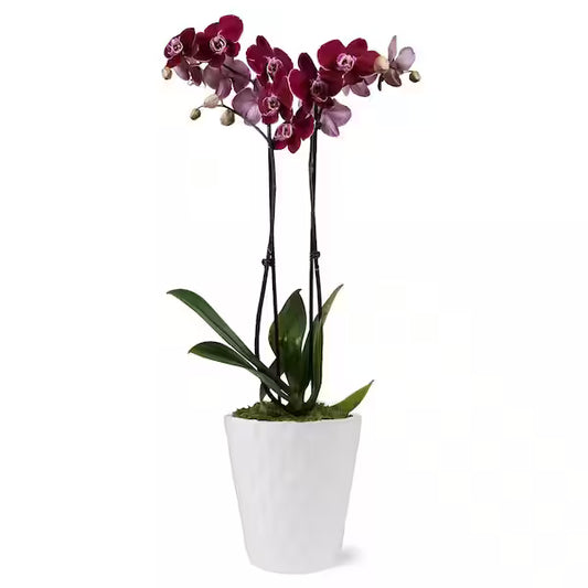 Orchidée Pourpre
